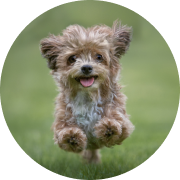 picture of fluffy puppy running towards you