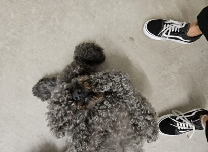 Office dog, Frankie the doodle, playfully covering his eyes