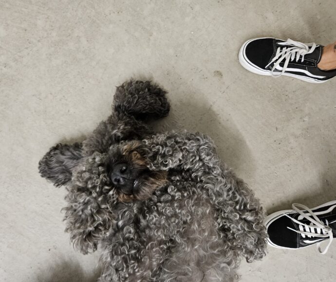 Office dog, Frankie the doodle, playfully covering his eyes