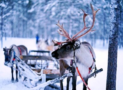 reindeer pulling sled in a snow covered forest