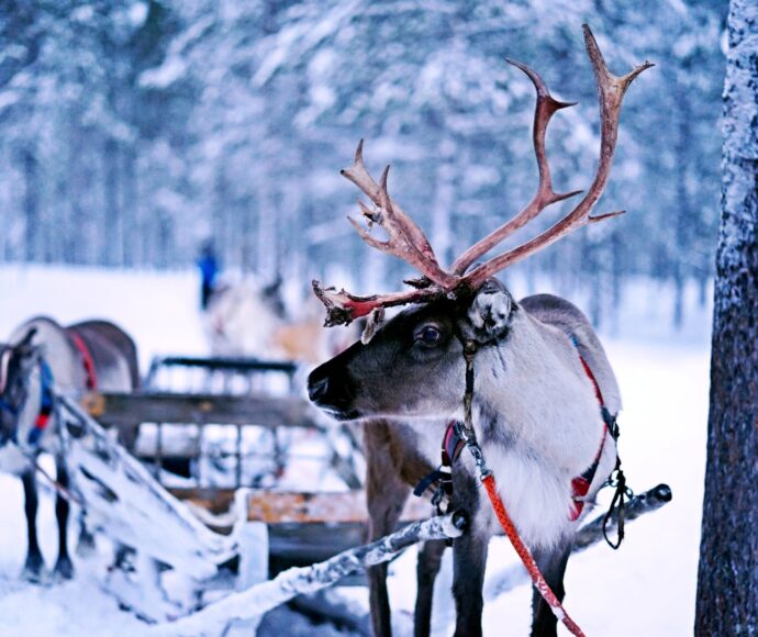 reindeer pulling sled in a snow covered forest