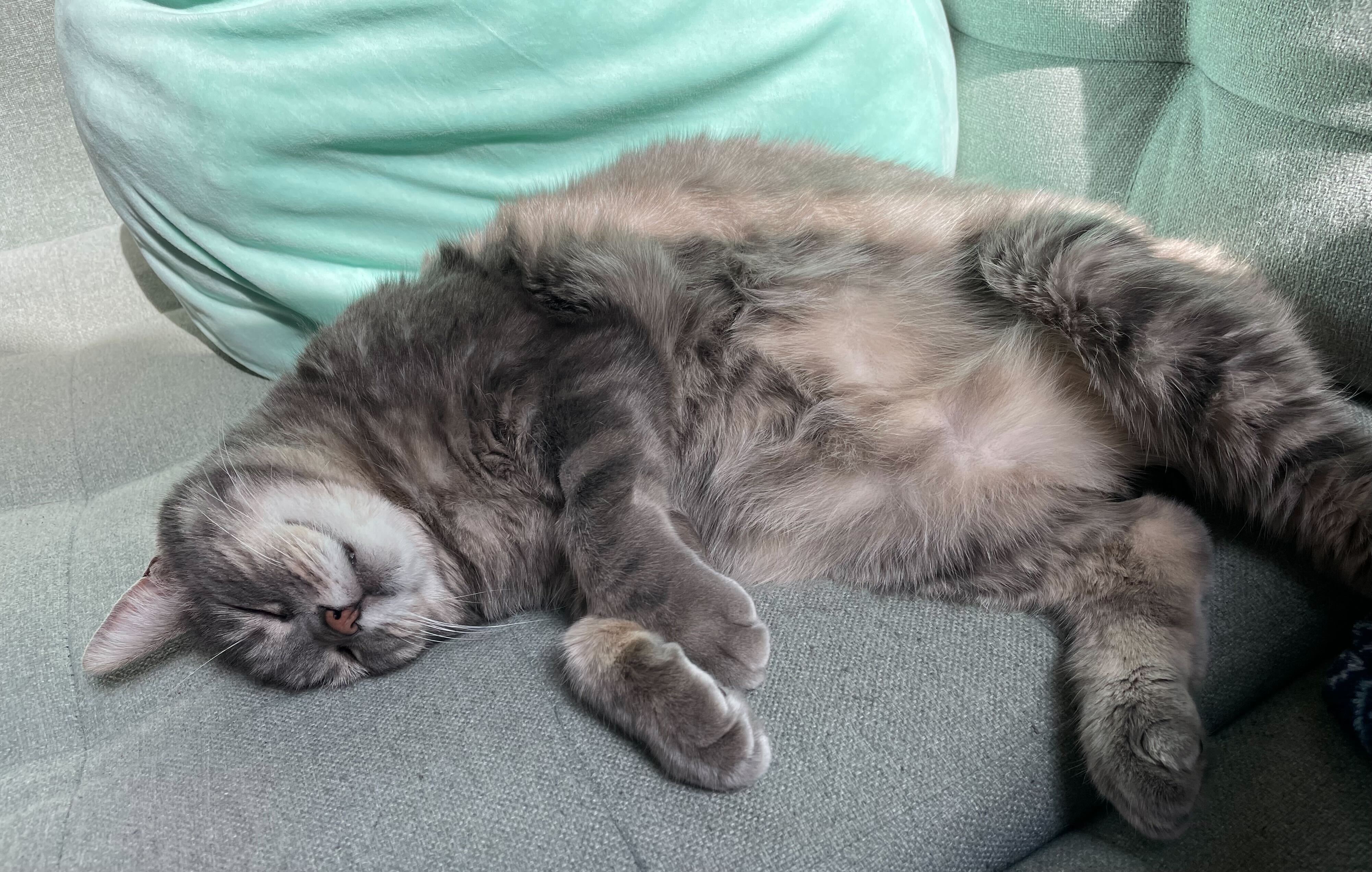 Cat nap