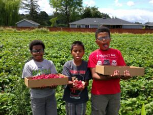 Sean Dean's three sons holding boxes of strawberries in a field