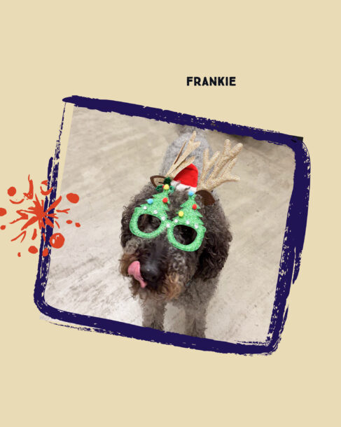 SiteCrafting's curly-haired office dog named Frankie wearing glittery Christmas tree glasses and reindeer antlers, licking his nose.