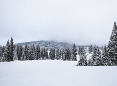 Forest trees covered in snow