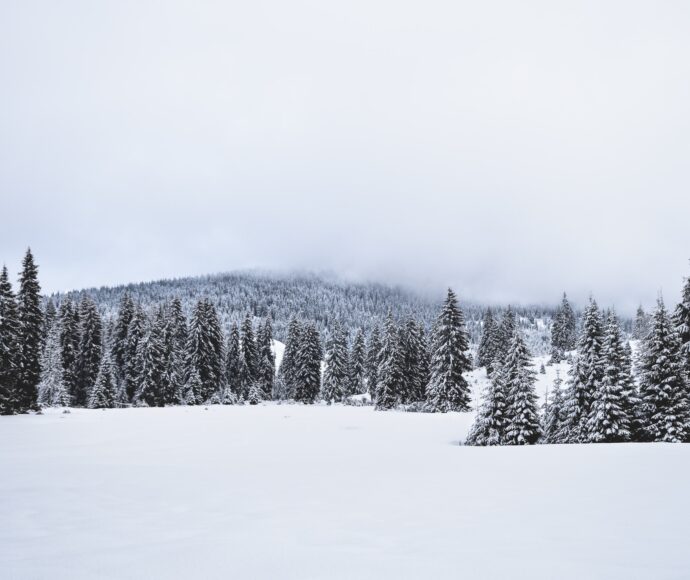 Forest trees covered in snow