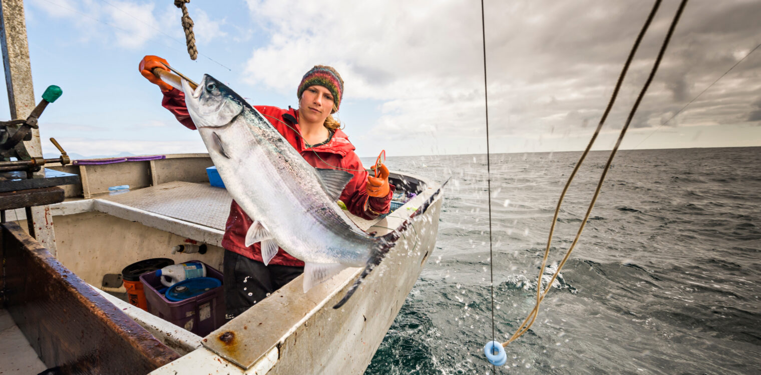 Commercial fishing woman on the back of fishing boat pulling in a very large fish.