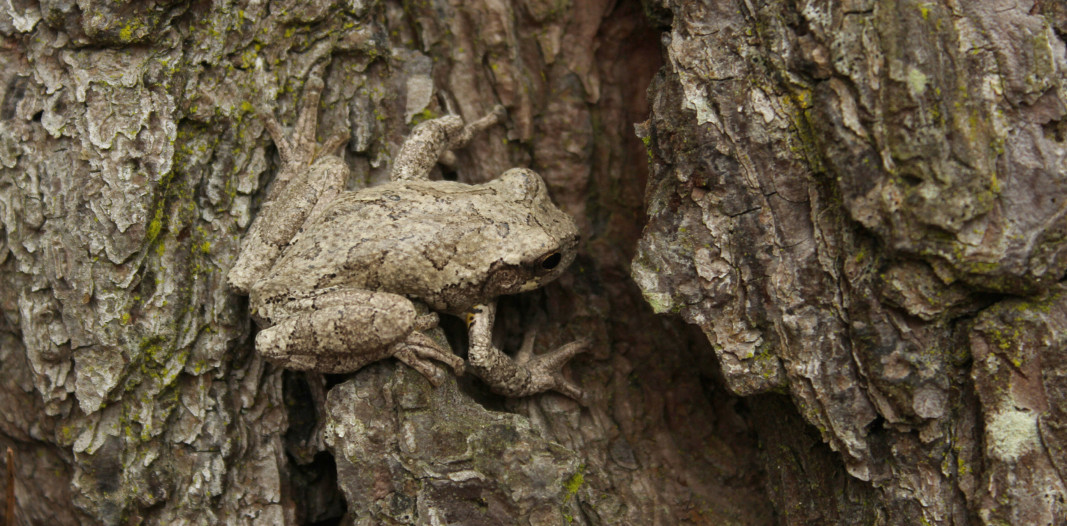 Gray Tree Frog Hyla Chrysoscelis camouflaged on pine tree in Eastern Texas
