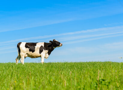 Empowering Dairy Farmers with Data