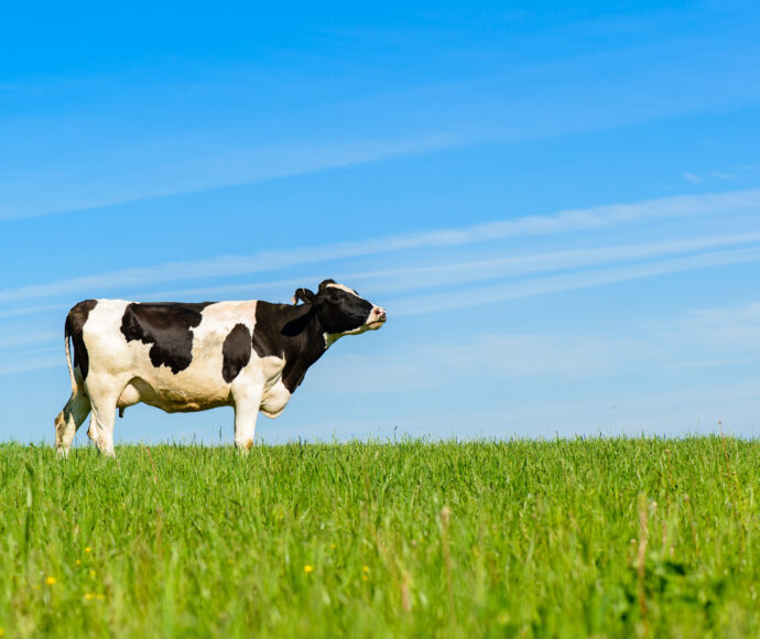 Empowering Dairy Farmers with Data