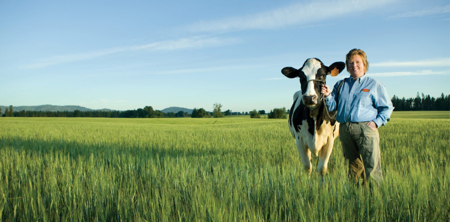 Woman Darigold worker holding reigns to a black and white cow in a large green field.