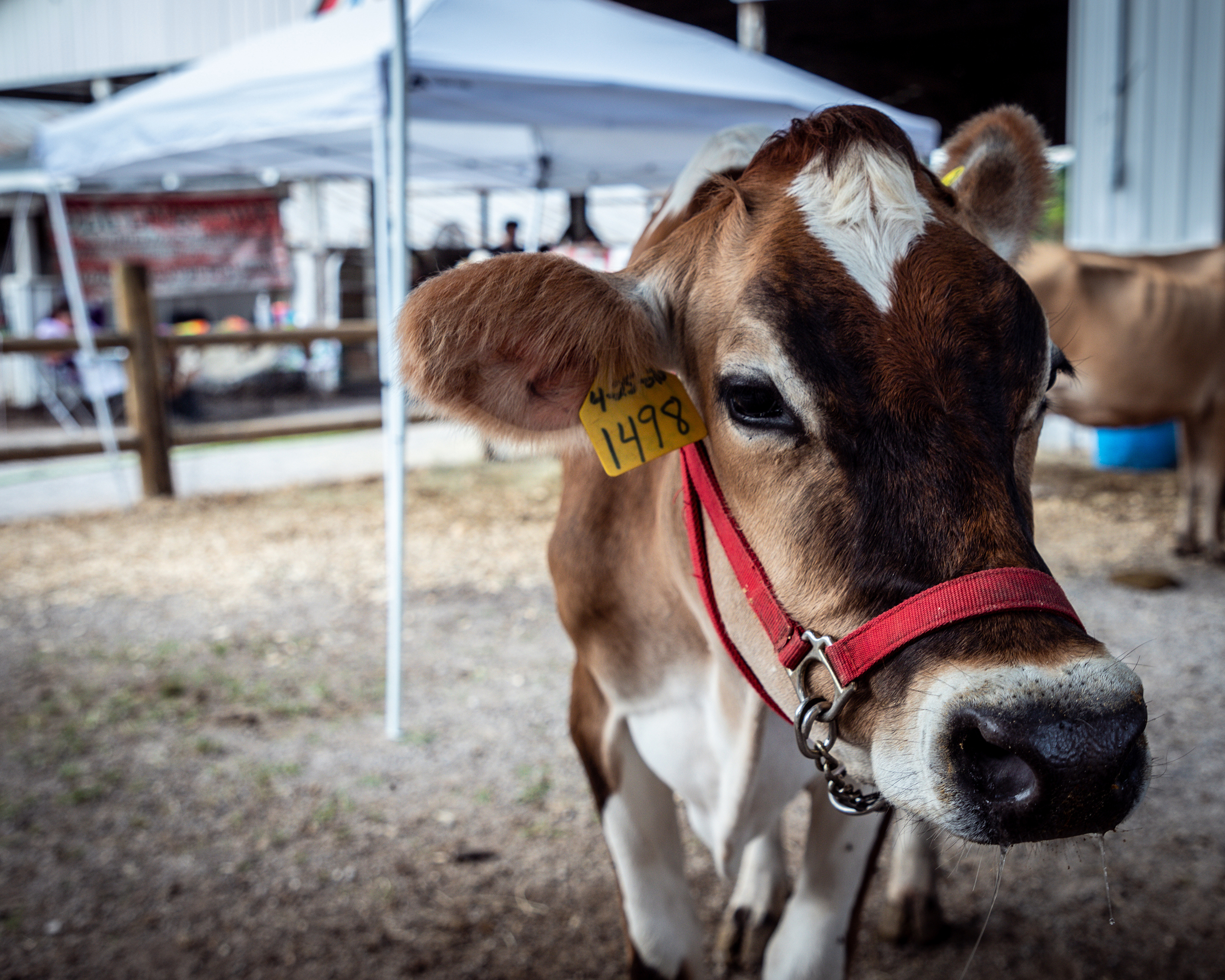 cow in a fair stall