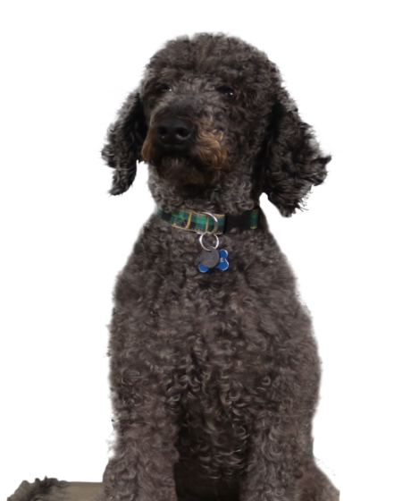 Frankie