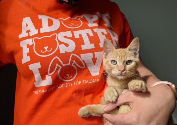 A Humane Society for Tacoma & Pierce County employee holding an orange kitten.