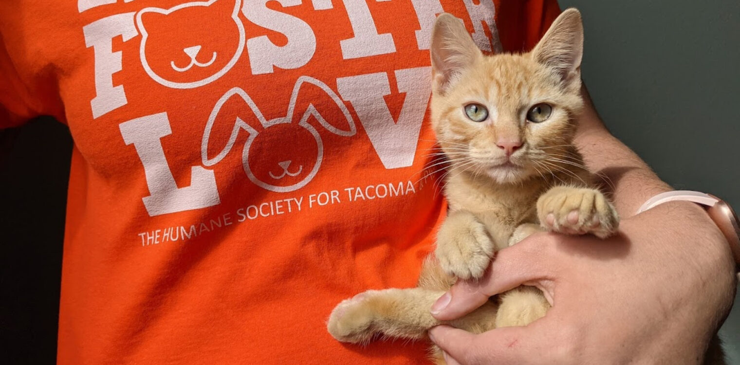 A Humane Society for Tacoma & Pierce County employee holding an orange kitten.