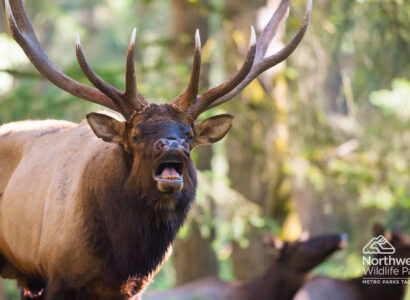 An elk among trees.