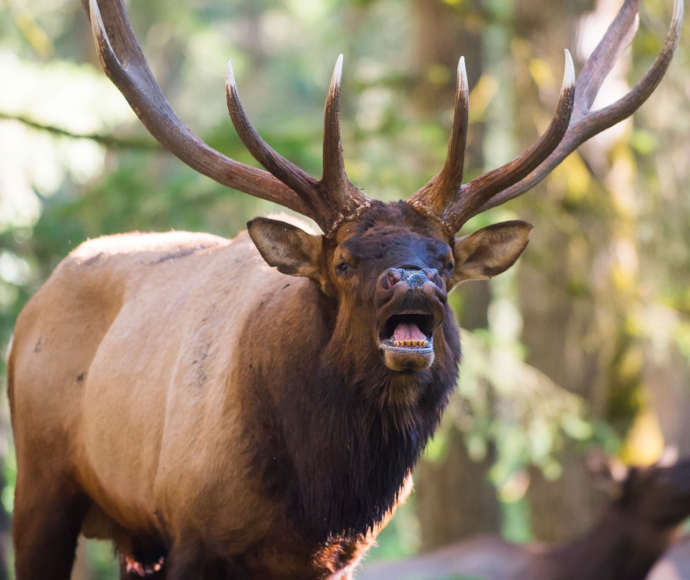 An elk among trees.