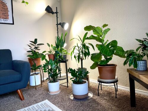 Various green potted plants set up in Alma's living room