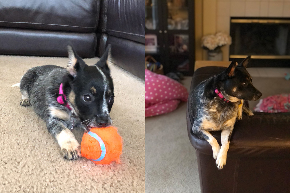 Kirk's dog, Roxy, pictured as a puppy (left) and what she looks like now (right)